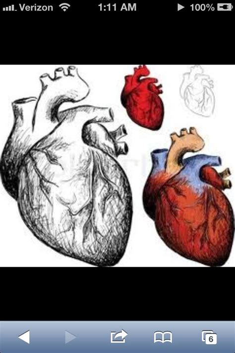 How To Draw A Human Heart Cool Things And Good Ideas Pinterest