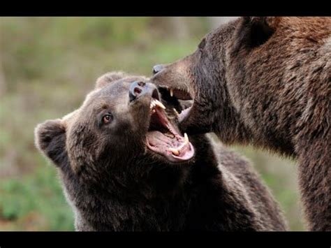 The thickness of a bear's skin can differ greatly depending on the type of bear. How To Defend Yourself From a Bear Attack - YouTube