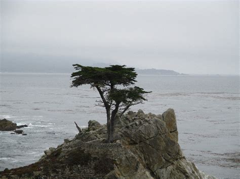 Pebble Beach Lone Cypress Tree Photo