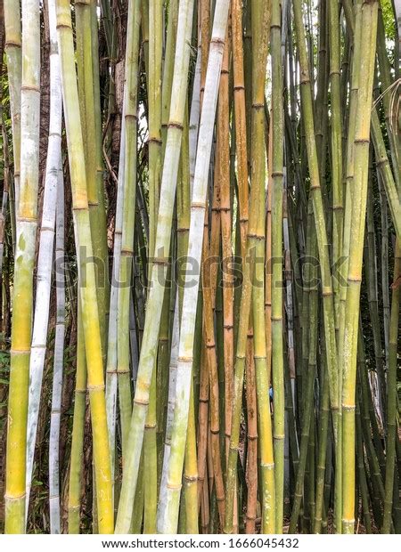 Giant Timber Bamboo Bambusa Oldhamii Large Stock Photo 1666045432
