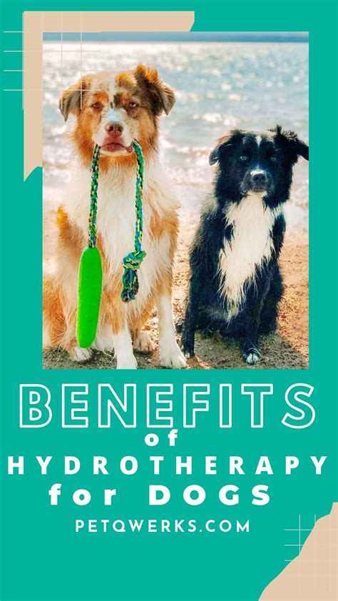 Benefits Of Hydrotherapy For Dogs Hydrotherapy Dogs Canine Arthritis