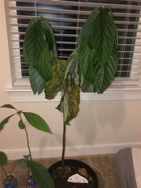Why Is My Schefflera Losing Leaves - Why Is My Umbrella Plant (Schefflera) Drooping?