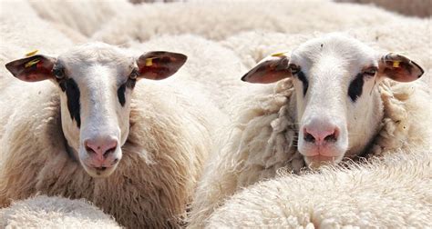 7000 Free Sheep And Lamb Images Pixabay