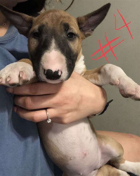 We have been breeding quality bullterriers since 2001. Bull Terrier Puppies For Sale | Houston, TX #302678