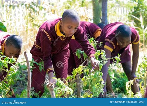 School Children Learning About Agriculture And Farming Editorial Stock