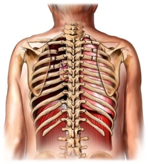 Diagrams of normal venous anatomy of the thorax. Chest Wall Pain - Conditions - Causes - Pain Doctor