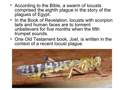 Back to the book of hosea | list of books | forward to the book of amos the book of joel is a minor prophet book. Yams, Swelling And Locusts