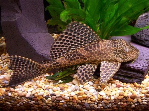 The Plecostomus Is A Type Of Armored Catfish That Is Found Throughout