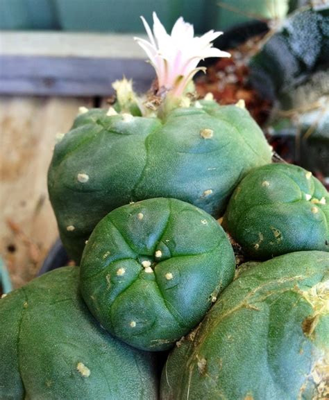 Native of the andean mountain range, so its habitat is at altitudes between 1,000 and 3,000 meters. Astrophytum and Friends