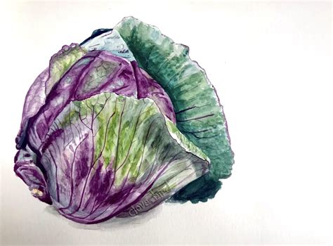 Red Cabbage Me Watercolour Vegetable Painting Watercolor Fruit