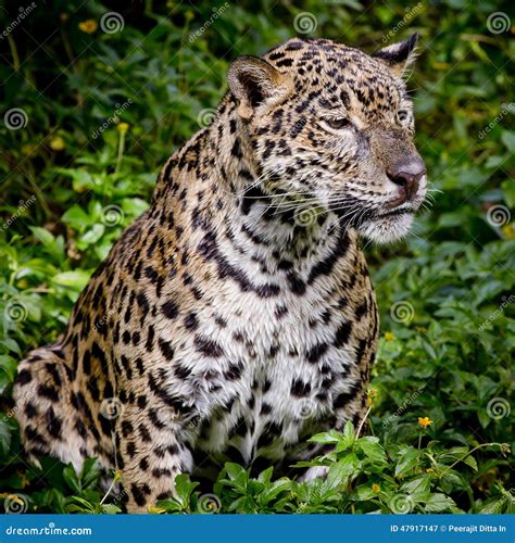 Close Up Jaguar Portrait Stock Image Image Of Beautiful 47917147