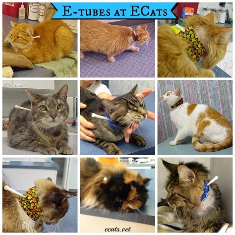 Exclusively Cats Veterinary Hospital Blog Care And Feeding Of A Cat