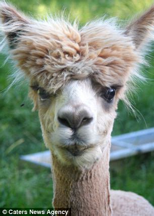 If you could have any animal's hair, whose would you choose? Into the wild: Hilarious animal photos show it's not just ...
