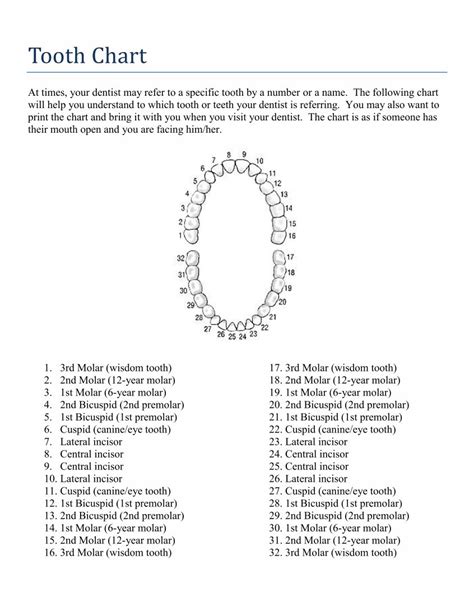 10 Best Tooth Chart Printable Full Sheet Pdf For Free At Printablee
