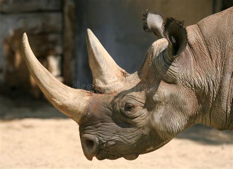Rhino Profile Stock Image Image Of Ancient Profile Rhinoceros