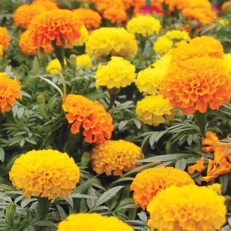Bunga marigold adalah salah satu bunga yang indah, selain keindahannya bunga marigold memiliki berbagai manfaat untuk kesehatan. Jual Benih-Bibit Bunga Marigold Cracker Jack Mix - Haira ...