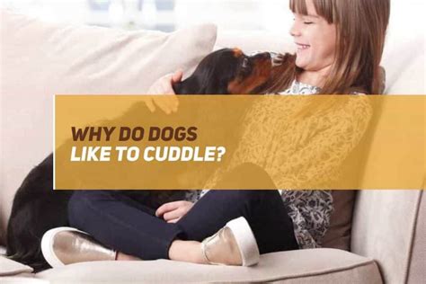 Why Do Dogs Like To Cuddle Puppyfaqs