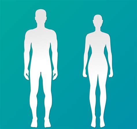 Cuerpo Y Alma Silhouette People Vector Free Human Body Structure