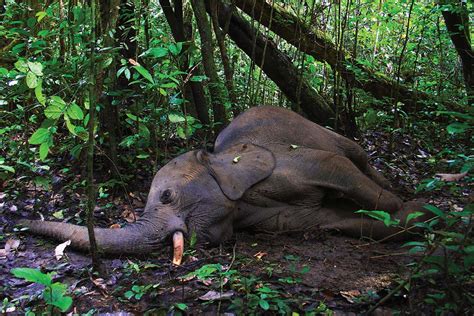 Slow-to-breed elephant hurtles towards extinction | New Scientist