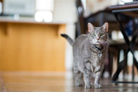 Cat Health: What Is Considered Normal?