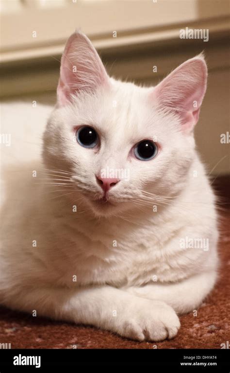 White Cat With Blue Eyes And Pink Ears Stock Photo