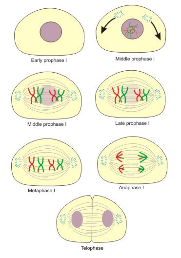 What Is The Purpose Of Meiosis Explanation And Review