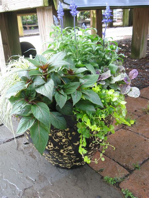 Check spelling or type a new query. Flower Container Ideas For Partial Sun - Idalias Salon