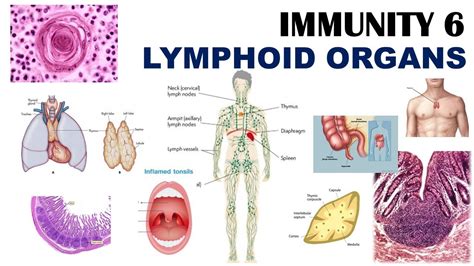 Lymphoid Organs Lymph Nodes Thymus Malt Hassalls Corpuscles