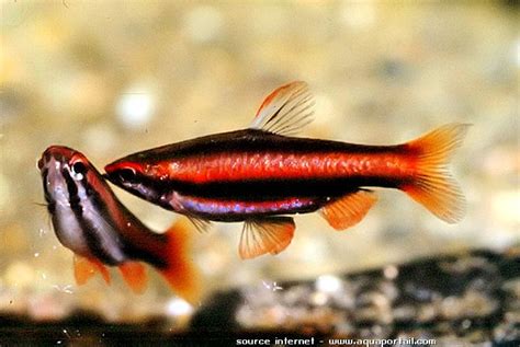 Zmb 33228 (4), 33229 (6, stained and partially damaged). Nannostomus mortenthaleri (Poisson-crayon rouge du Pérou ...
