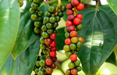 How To Grow Black Pepper Growing Peppercorns Plant Piper Nigrum