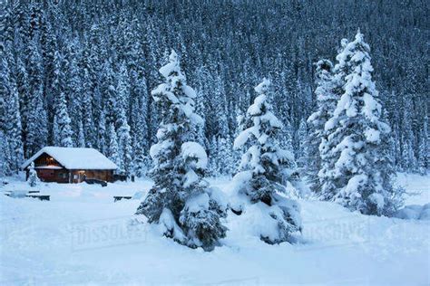 Snow Covered Evergreen Trees With A Snow Covered Log Cabin The In