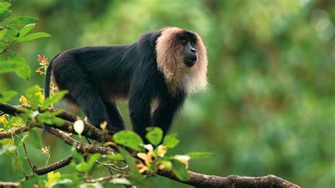 25 Incredible Images Keralas Flora And Fauna Wildlife Of India