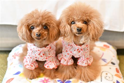 Top 10 Most Popular And Cutest Teacup Puppies Breed List