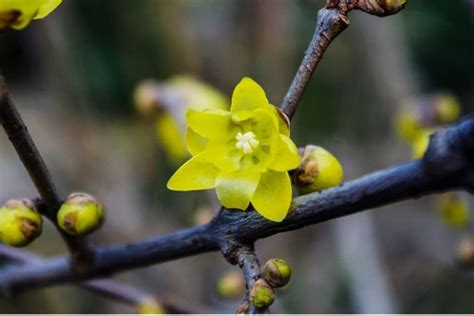 Wintersweet Chimonanthus Praecox How To Grow And Care Florgeous