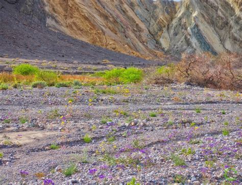 With the dignity memorial online obituary, it's simple to order a bouquet or another token of care and have it delivered directly to the funeral service or the family's home. Spring Flowers in Death Valley, California - Travel To Eat