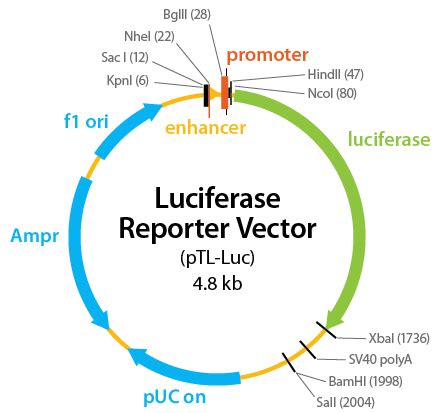 Dubois used bioluminescent clams and cold water to make a glowing paste. Luciferase reporter vector -Isogen Life Science