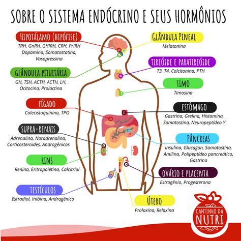 Mapa Mental Sistema Endócrino Ensino