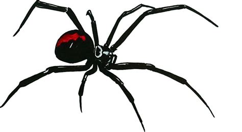 Black Widow Reverse Spider Vinyl Decal Sticker Window Auto Camper Body