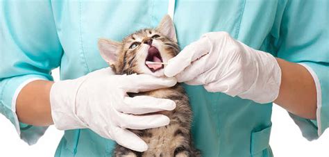 What Happens During A Pet Dental Procedure Vet Voice
