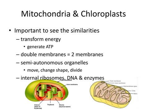 Mitochondria mitochondria are the cells' power sources. PPT - Mitochondria are in both cells !! PowerPoint ...
