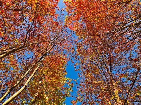 Looking Up At Vibrant Autumn Sycamore Trees With Colorful Foliage