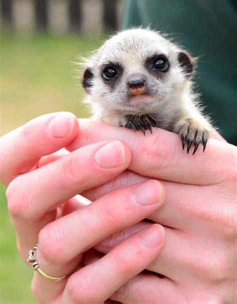 Cute Baby Meerkat Is Hand Reared At Scottish Animal Park