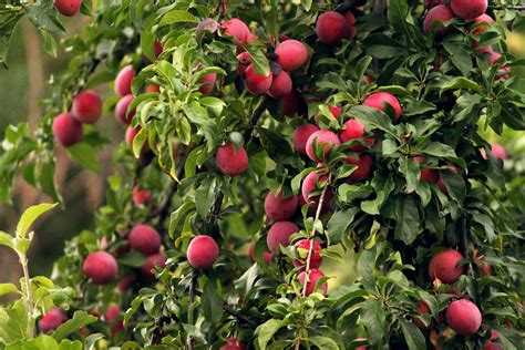 Fruits Trees Wallpapers Wallpaper Cave