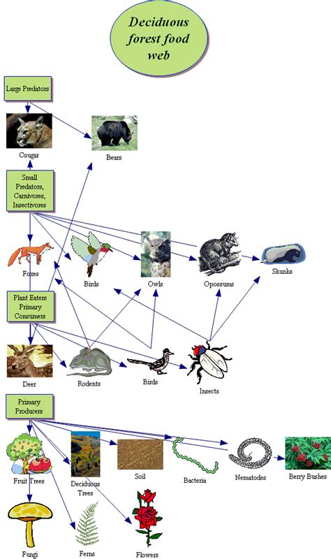 The Temperate Deciduous Forest Representative Food We - vrogue.co