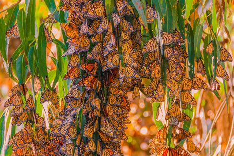 Monarch Butterflies In Hibernation Outandseen Flickr
