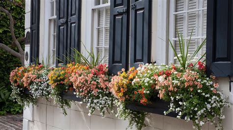 15 Fresh Ideas For Summer Windowboxes Grow Beautifully