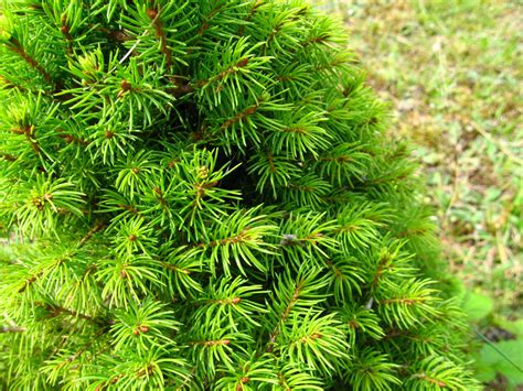 Picea Glauca Conica Dwarf Alberta Spruce Zone 4 Pinie