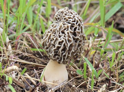 Morels in Tennessee! - Mushroom Hunting and Identification - Shroomery ...