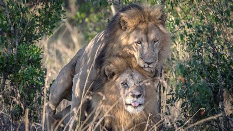 ライオンの世界にも「性の多様性」、仲むつまじく寄り添う2頭の野生オスライオンがケニアで目撃される gigazine