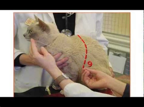 Connect with friends, family and other people you know. NO tube placement in cats - YouTube